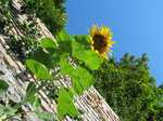 19412 Sunflower at brick wall.jpg